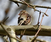 6th Mar 2023 - Tiny Field Sparrow