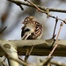 Tiny Field Sparrow by kathyladley
