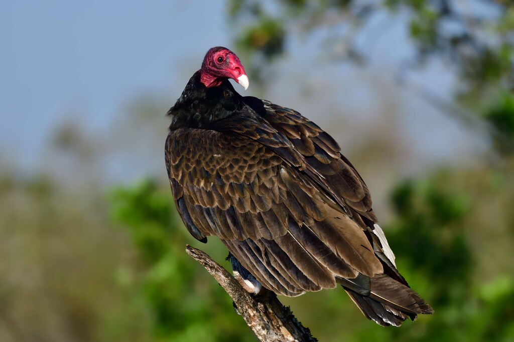 Turkey Vulture by photographycrazy