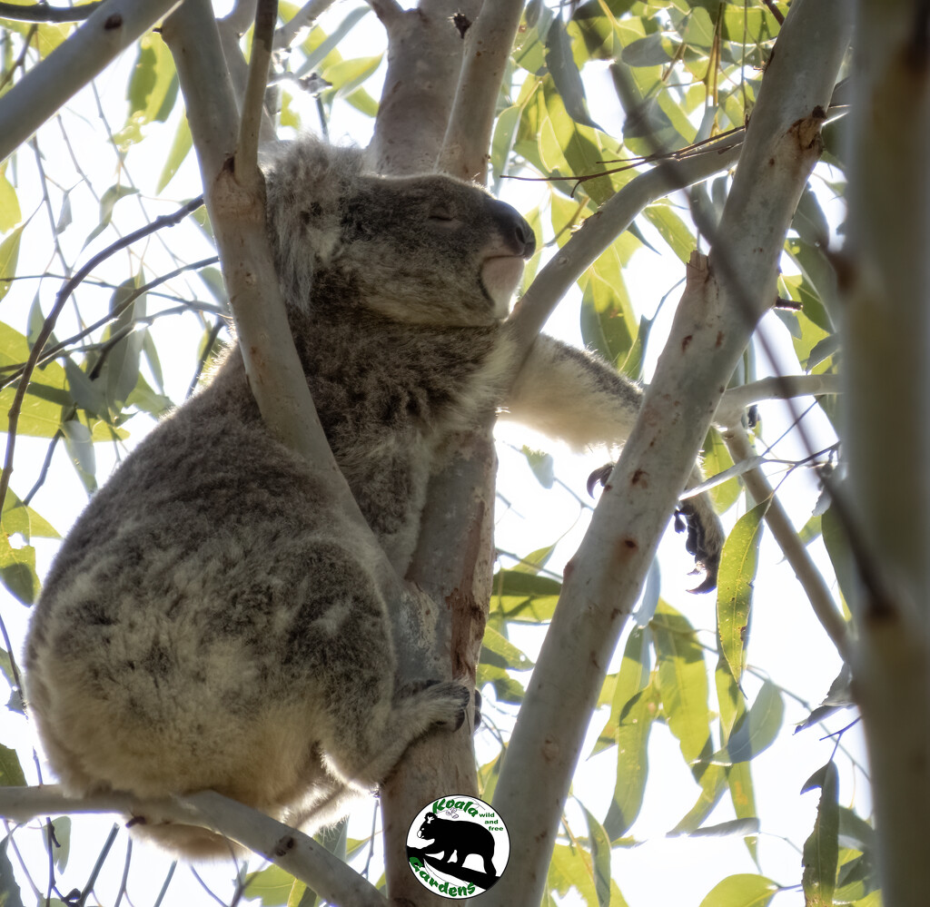ahhhh, found the sweet spot by koalagardens