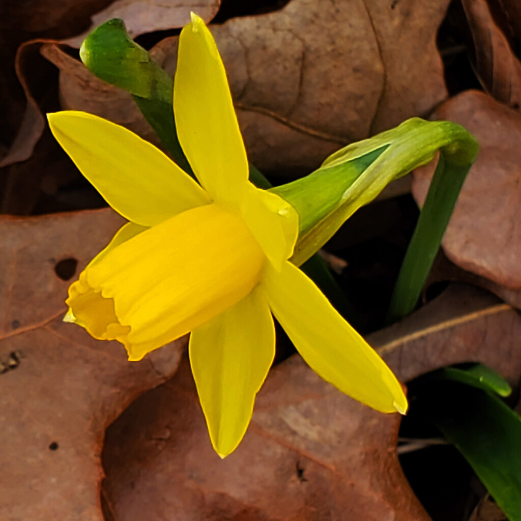 Early Daffodil by milaniet
