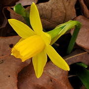 6th Mar 2023 - Early Daffodil