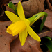 Early Daffodil by milaniet