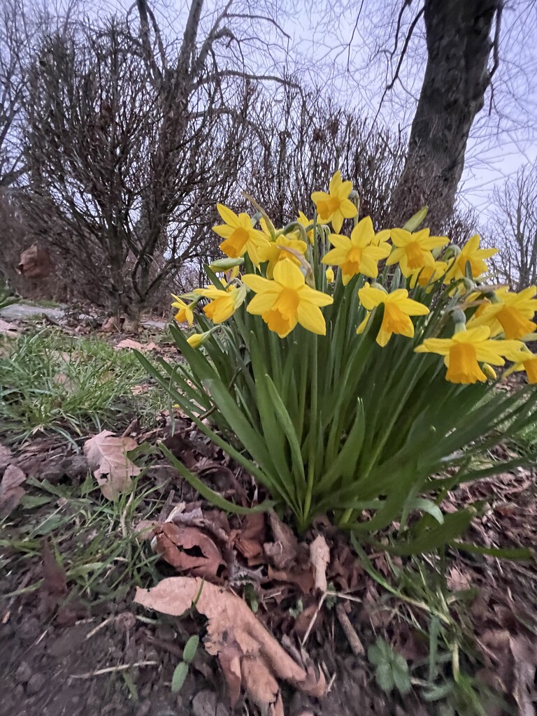 Signs of spring.  by bill_gk