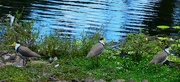 7th Mar 2023 - Masked Lapwing  (Plover)~