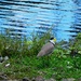 Masked Lapwing  (Plover)~ by happysnaps