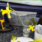 6th Mar 2023 - the St David's daffs came out nicely