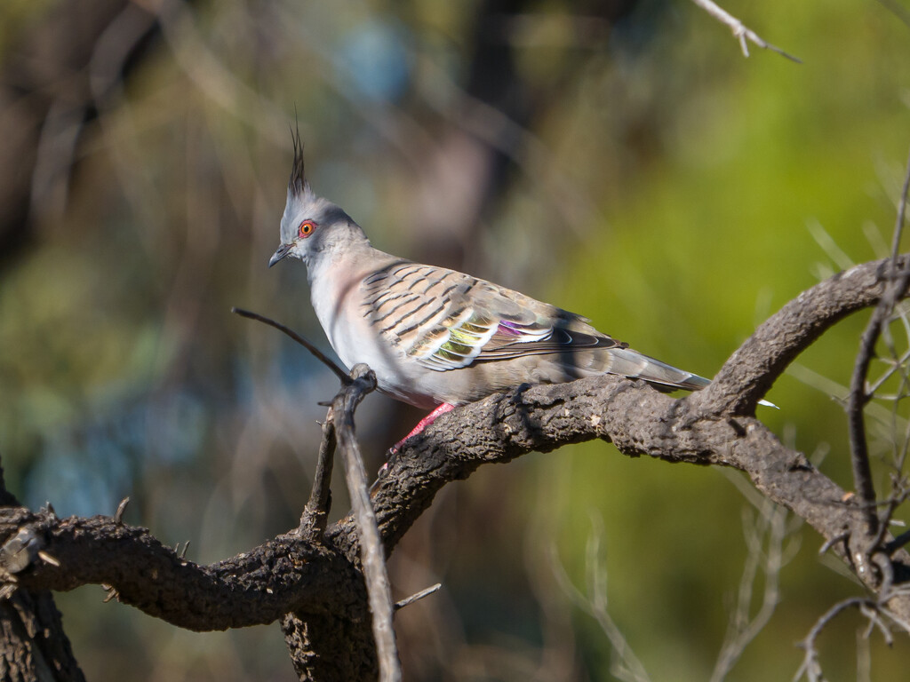 Bronzewing by gosia