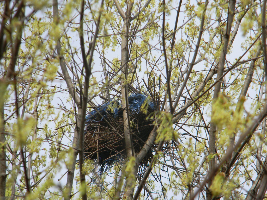 Nest in Tree by sfeldphotos