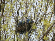 6th Mar 2023 - Nest in Tree