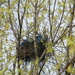 Nest in Tree by sfeldphotos