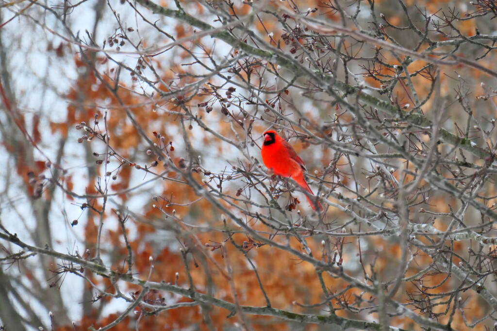 red bird by amyk