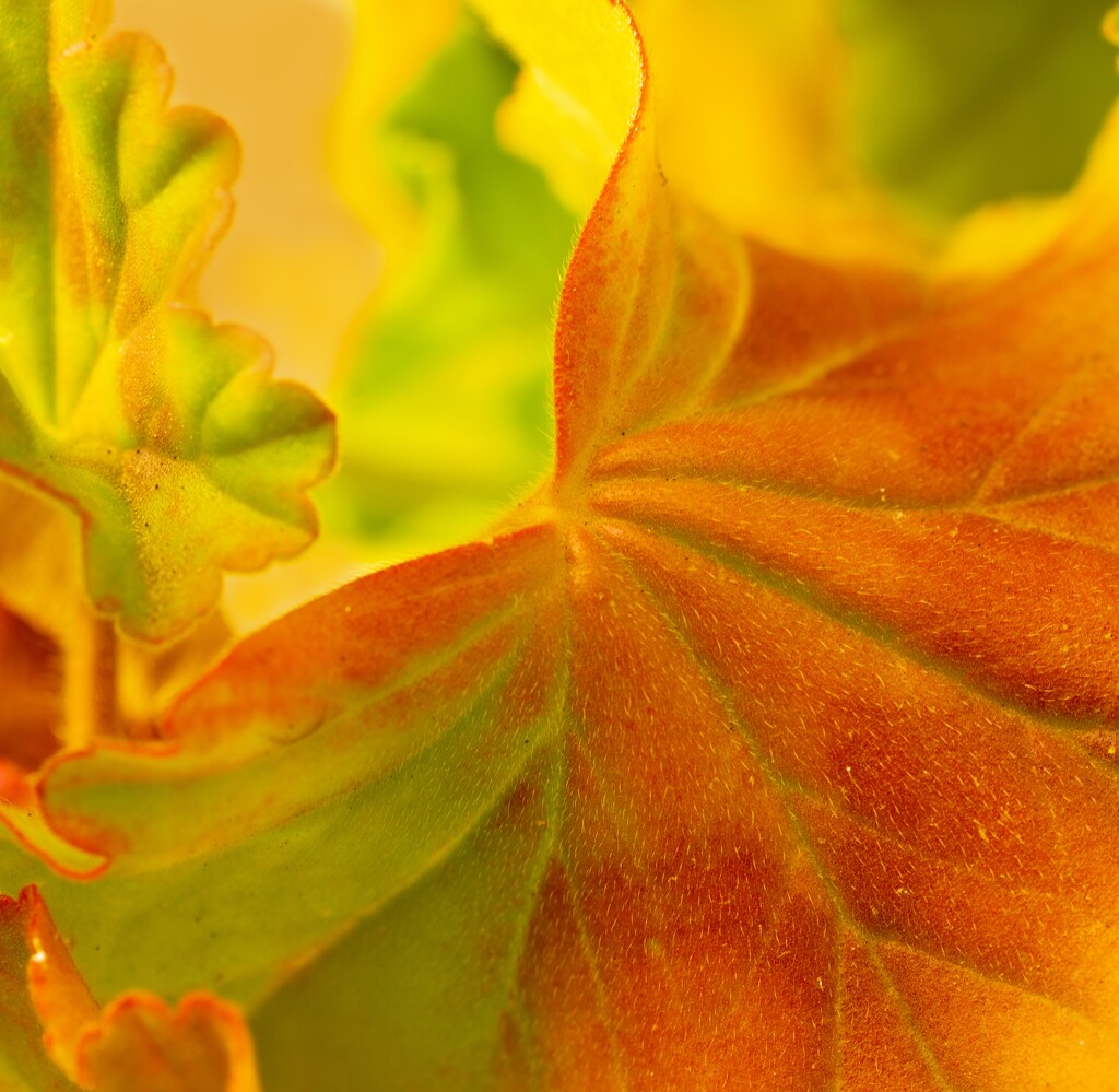 Rainbow Orange Geraniums  by bugsy365