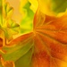Rainbow Orange Geraniums  by bugsy365