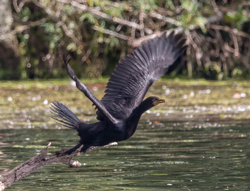 Leap of faith? by creative_shots