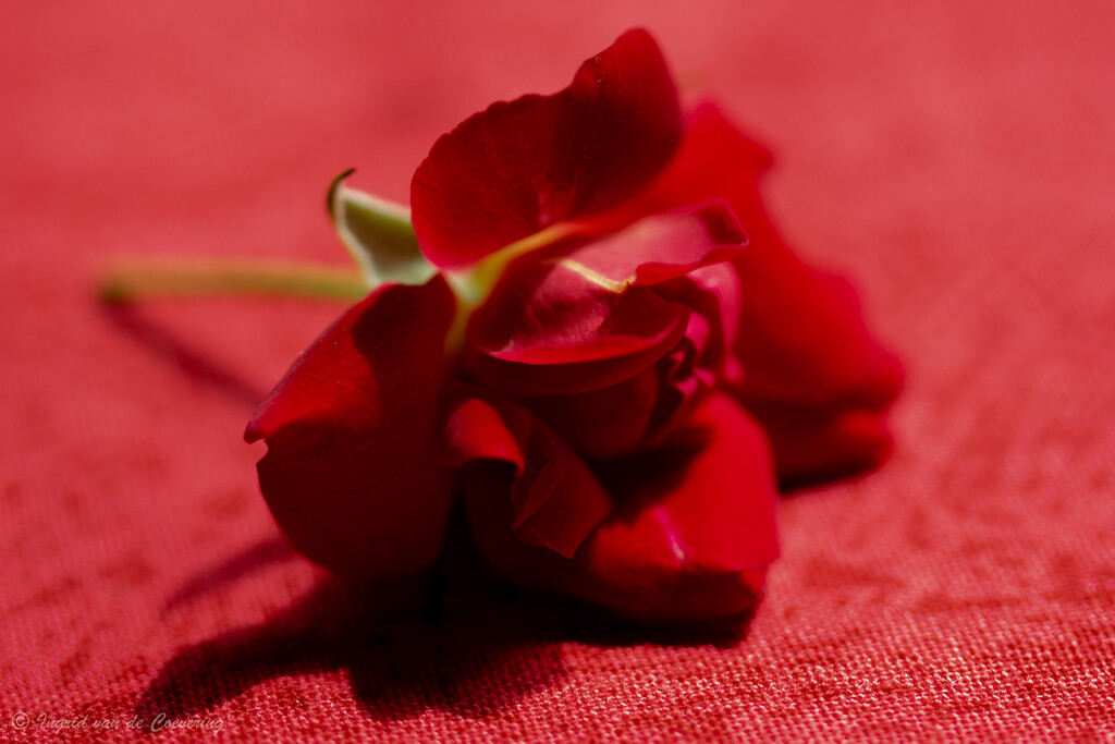 Small red rose by ingrid01
