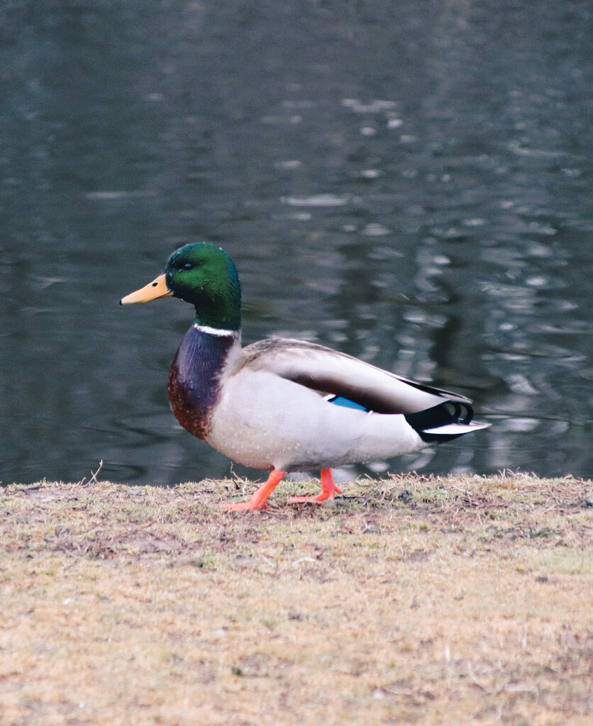 Day 64: A Duck  by sheilalorson