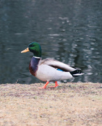 5th Mar 2023 - Day 64: A Duck 
