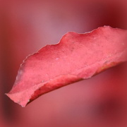 6th Mar 2023 - Lingering Leaf