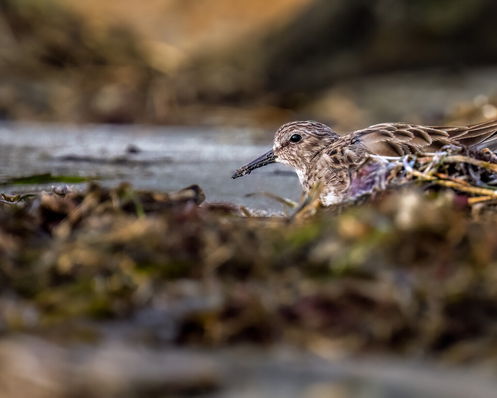 Least Sandpiper by nicoleweg