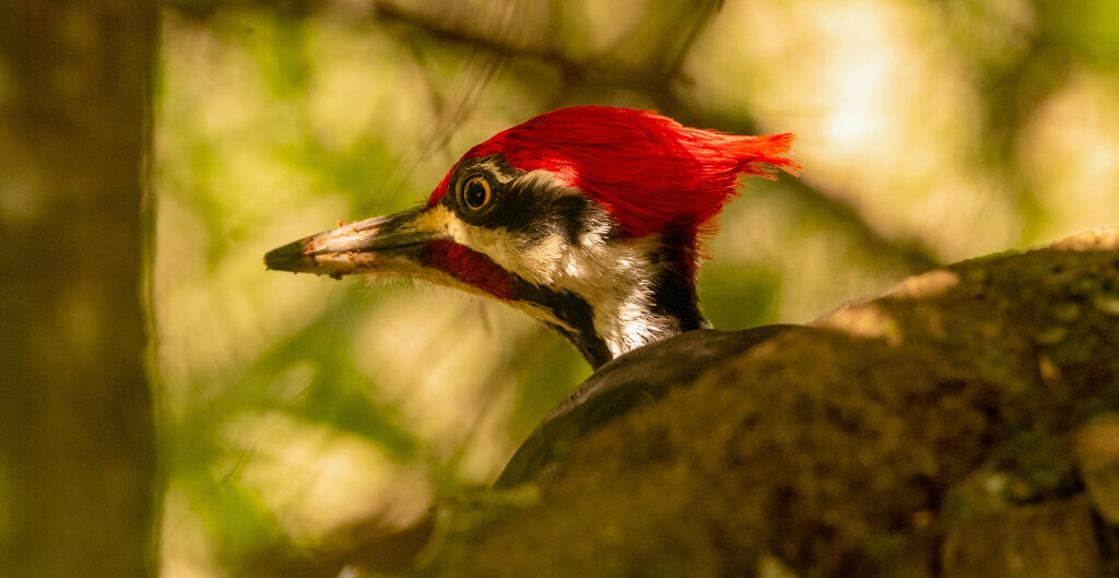 Mr Pileated Woodpecker Up Close! by rickster549