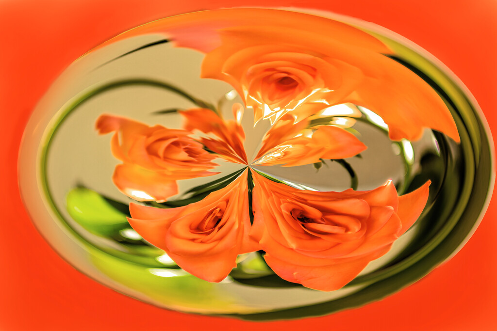 Orange roses by ludwigsdiana