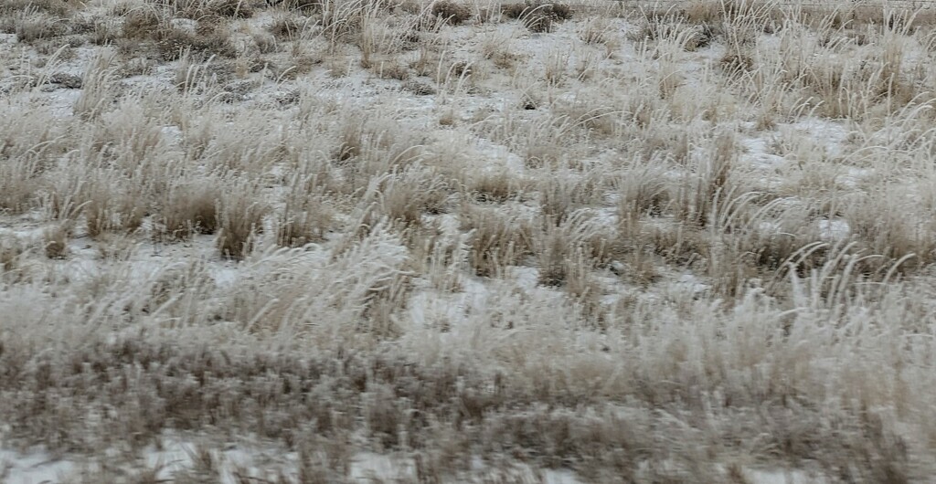 Frosted Grass by harbie