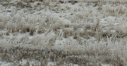 2nd Mar 2023 - Frosted Grass