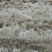 Frosted Grass by harbie