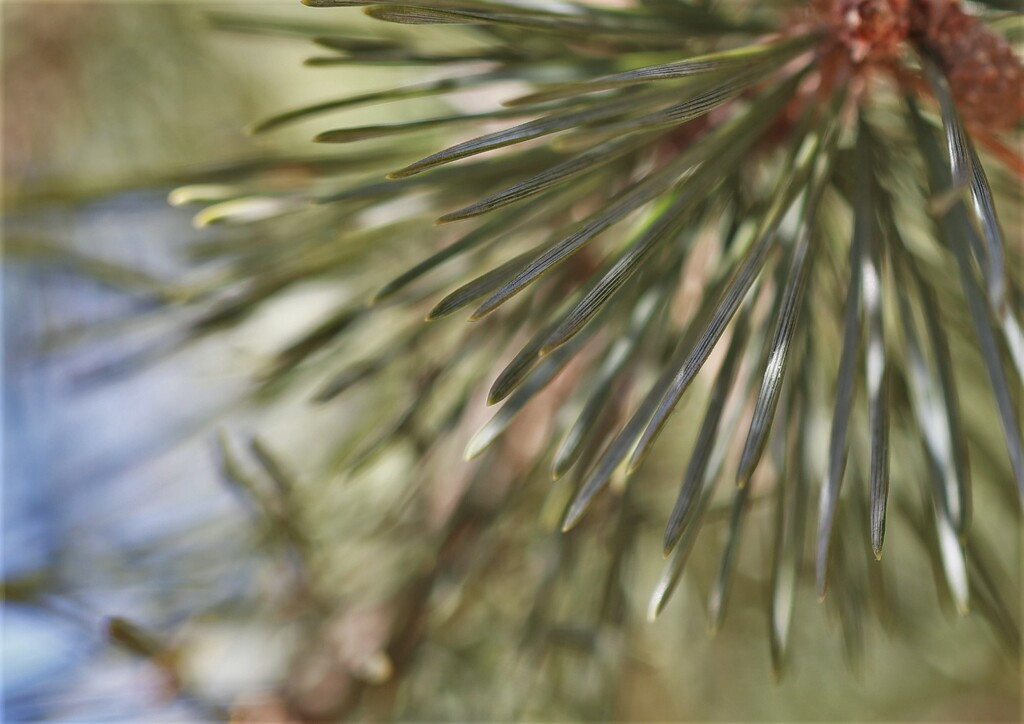 Pine by lynnz