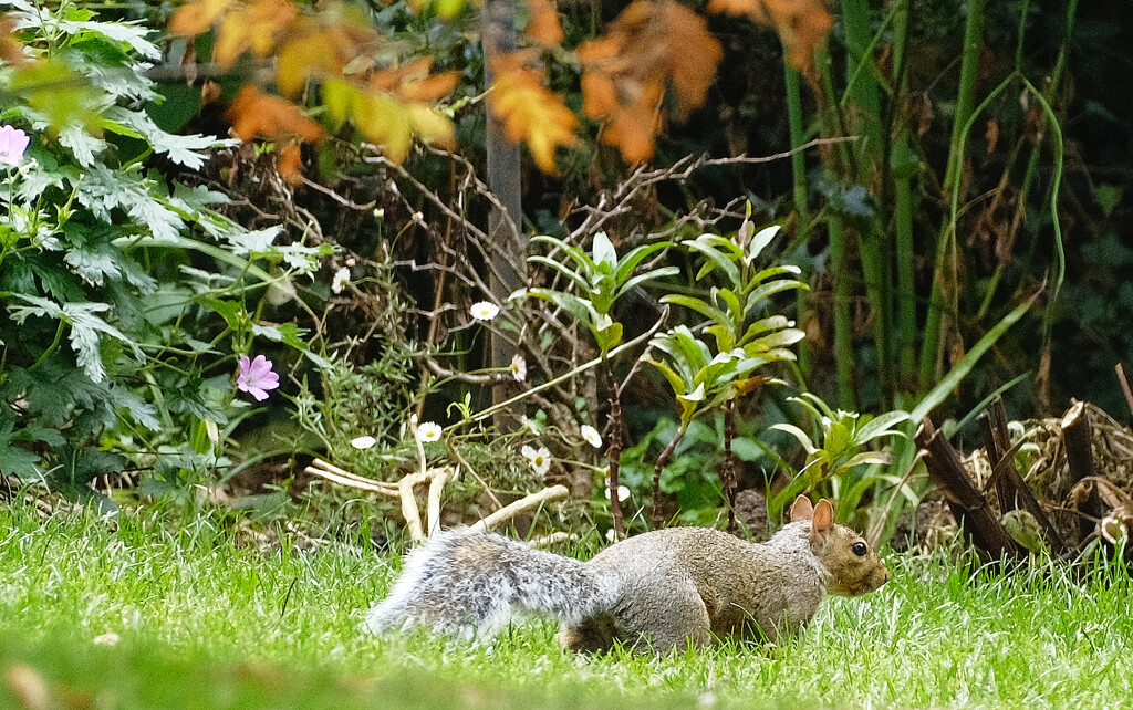 Squirrel by brocky59