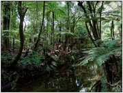 3rd Mar 2023 - Stream, Puketoki Reserve