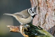 3rd Mar 2023 - CRESTED TIT