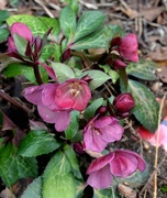 7th Mar 2023 - Hellebore Flowers - Anna's Red