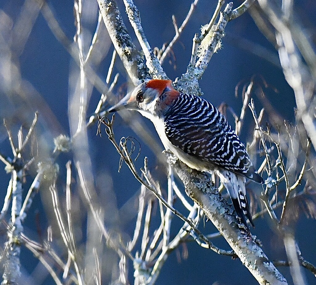 Red-Bellied Woodpecker by kathyladley
