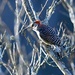 Red-Bellied Woodpecker by kathyladley