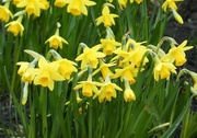 7th Mar 2023 - Miniature Daffodils