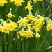 Miniature Daffodils by fishers
