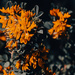 Orange Flowers by gerry13