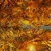 Golden hour leaves - Rainbow by sudo