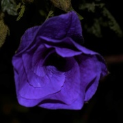 6th Mar 2023 - Purple hibiscus