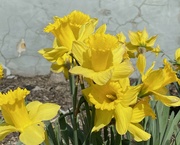 7th Mar 2023 - Finally, I have daffodils too.