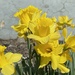 Finally, I have daffodils too. by tunia