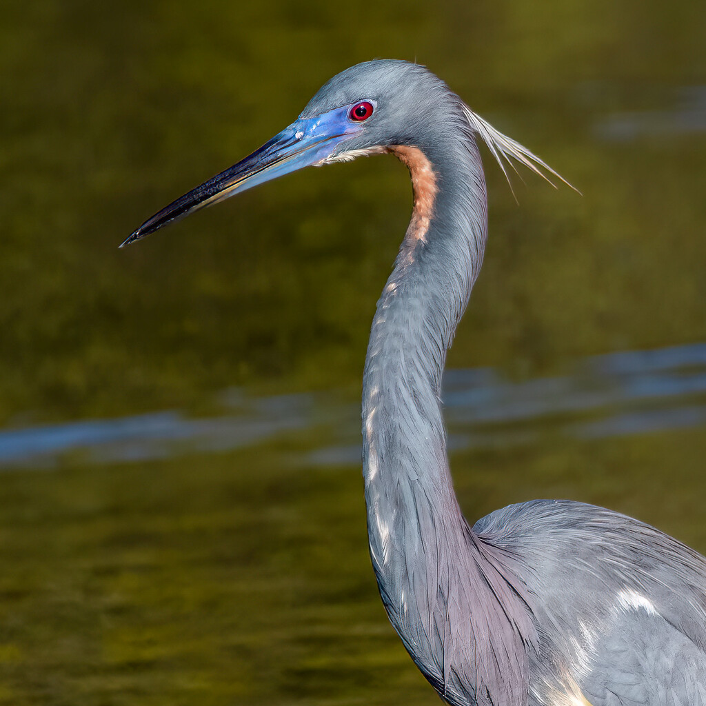 Tricolored Heron... by photographycrazy