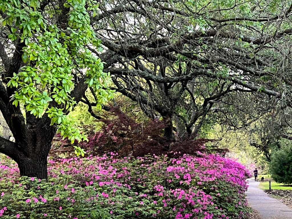 Beautiful Spring walk in the park by congaree