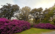 7th Mar 2023 - I’ve never seen the azaleas as dense and profuse as this year!