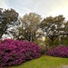 I’ve never seen the azaleas as dense and profuse as this year! by congaree