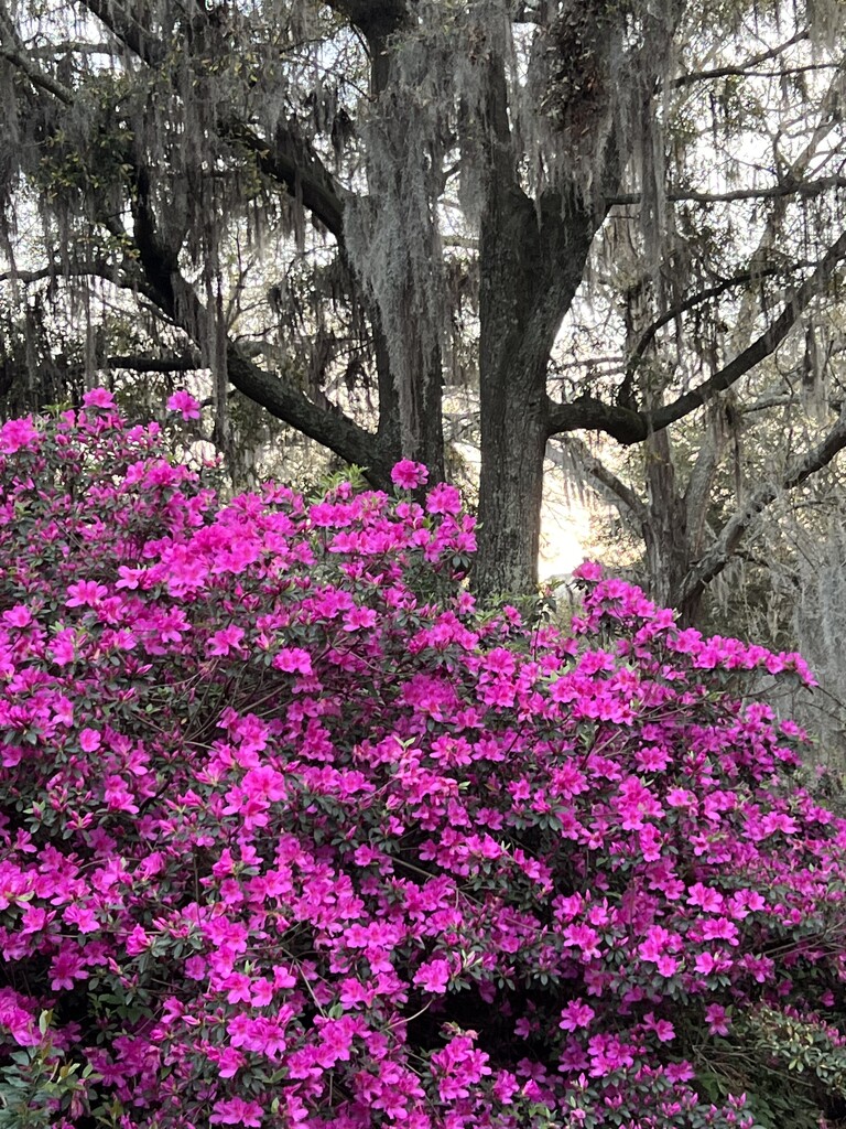 Azalea magic in Spring by congaree