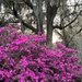Azalea magic in Spring by congaree