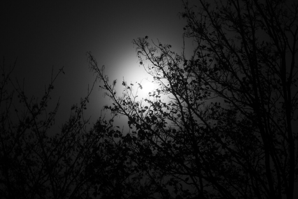 Foggy moon by brocky59